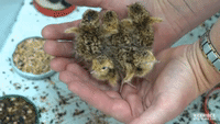 Cute Chick Alert: Precious Plains-Wanderer Chicks Hatch at Werribee Zoo