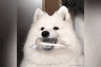 happy dog proud doggo mayapolarbear GIF