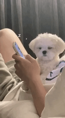 cuteanimalland giphyupload GIF