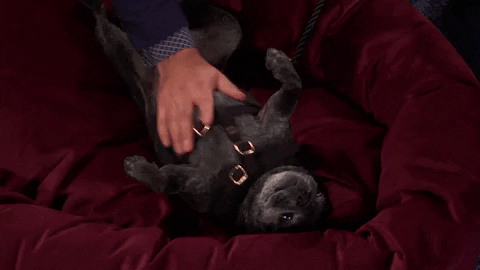 heart of television dog GIF by Hallmark Channel
