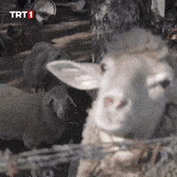 Aman Sanane GIF by TRT