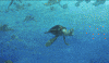 finding dory disney GIF by Disney/Pixar's Finding Dory