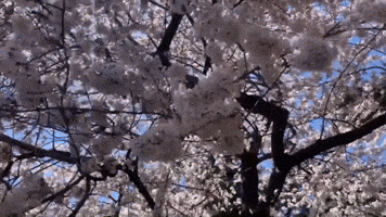 Cherry Blossoms Reach Peak Bloom 