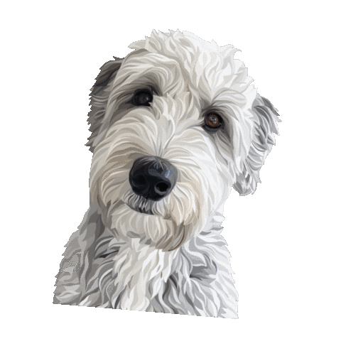 Sheepadoodle Sticker