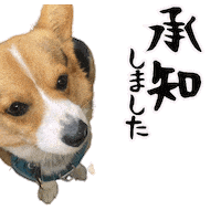 Corgi 了解 Sticker