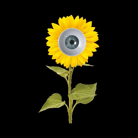 anamariarojasl giphygifmaker flower yellow eye GIF