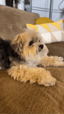 Dying Laughing Comedy GIF by Jessimae Peluso