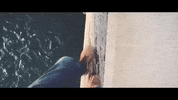 montana GIF