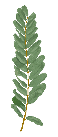 Fruffillustra green plant olive fruffillustra Sticker