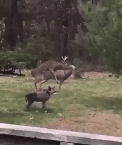 cuteanimalland giphyupload GIF