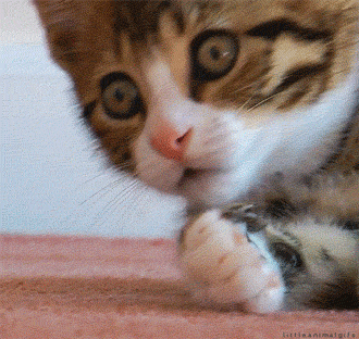 Video gif. A wide-eyed kitten makes a shocked expression before curling its paw up to cover its mouth in surprise. 