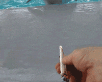 Video gif. Man holding a joint out towards a dolphin, who comes rushing towards him.