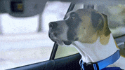 Animal Planet GIF by Puppy Bowl