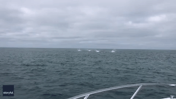 Spinner Sharks Put on 'Awesome' Display for North Carolina Fishermen