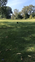 Too Close for Comfort: Hawk Swoops Toward Small Dog