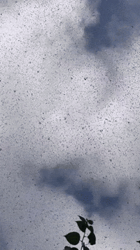 Locust Swarm Takes Over Sky in Yucatan, Mexico