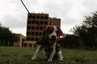 happy dog GIF by The University of Texas Rio Grande Valley