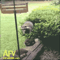 racoon GIF