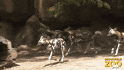 African Painted Dogs Running GIF by Brookfield Zoo