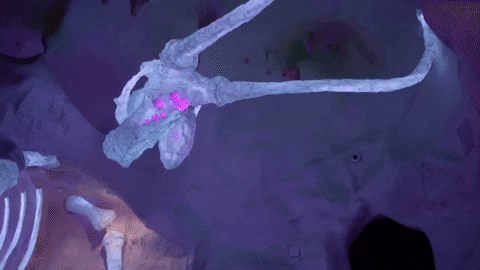 meowwolf giphyupload meow wolf mastodon meowwolf GIF