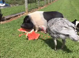 Helpless Watermelon Soundly Defeated by Hungry Pig