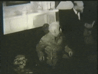albert einstein GIF