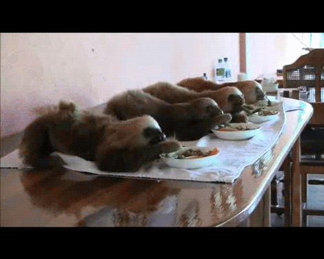 sloth puns GIF by Cheezburger