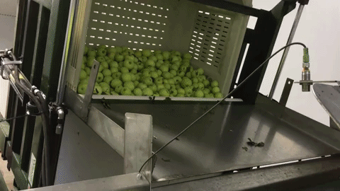 hard cider cbc GIF