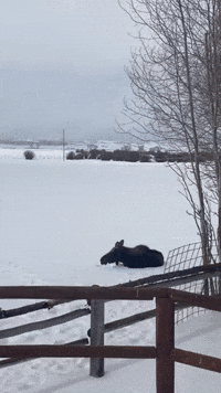 Moose Chills in Wyoming Snow