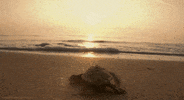 beach GIF