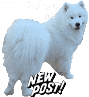 New Post See Sticker