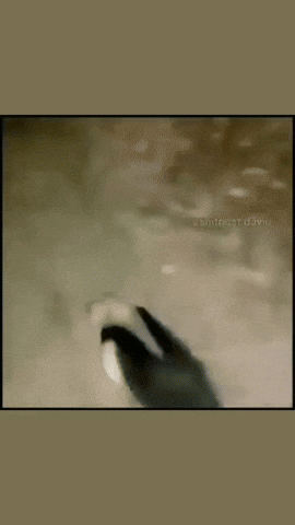 Aryan86666 giphycreatortest animrrr GIF