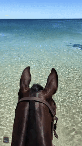 Horse and Rider Have Close Encounter With Dolphins at Western Australian Beach