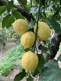 aboutsorrento nature yellow lemon sorrento GIF