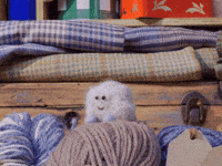 Happy Good Vibes GIF by Tweedy & Fluff