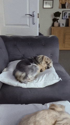 cuteanimalland giphyupload GIF