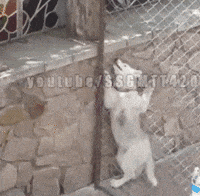 dog escape GIF