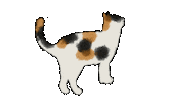 Cat Sticker by Illustrator.aki