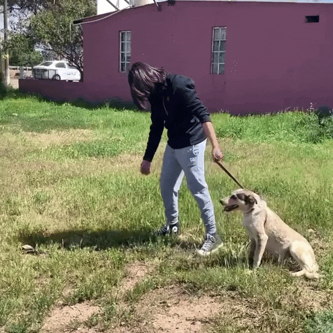 LosAdoptables giphyupload GIF