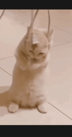 RobzzZzz27 giphygifmaker giphygifmakermobile suicidal cat GIF