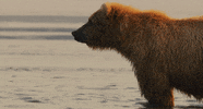 grizzly bear GIF by Head Like an Orange