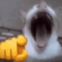 Cat Mocking GIF