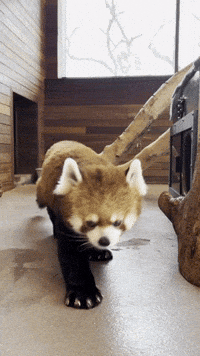 Red Panda Tango GIF by Valley Zoo Development Society