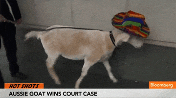 goat GIF