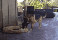 german GIF
