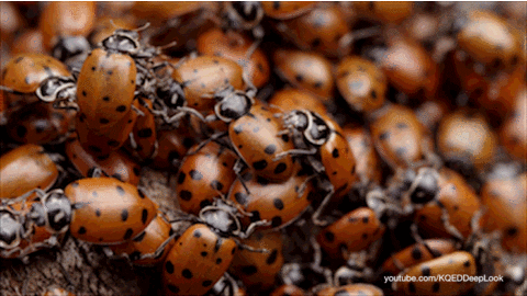 GIF by KQEDScience