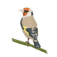 laurajoydesign illustration design bird goldfinch Sticker