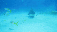 Real Sharks