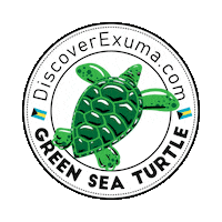Costa Rica Turtle Sticker by papayahouseexuma