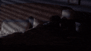 Season 9 Amy GIF by The Big Bang Theory